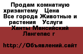 Продам комнатную хризантему › Цена ­ 250 - Все города Животные и растения » Услуги   . Ханты-Мансийский,Лангепас г.